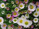 erigeron karvinskyanus.JPG